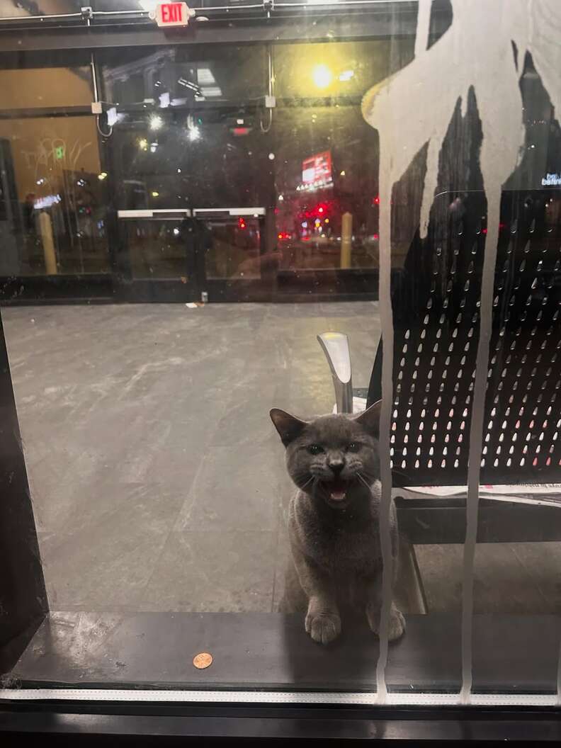 Metrocard the cat inside the station