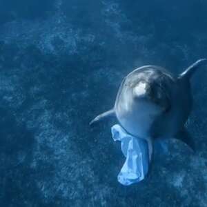 Diver Befriends Dolphin — Then Sees Something Tucked Under His Fin