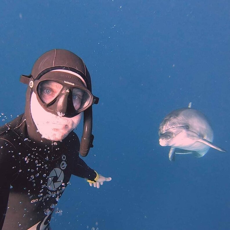 再会したイルカ