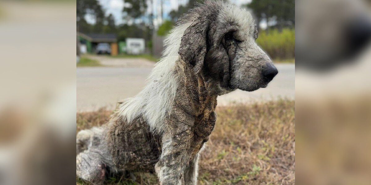 'Ghost' Dog Who Wandered Streets For Years Unnoticed Makes Stunning ...