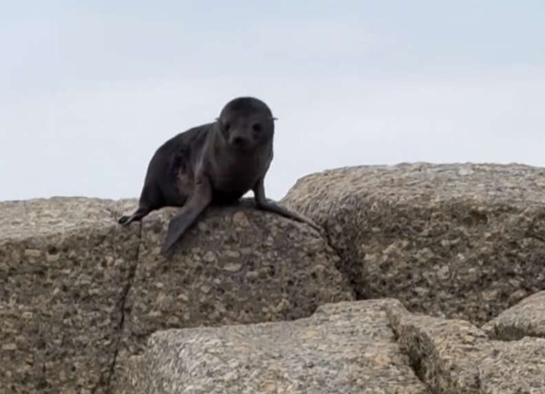 Seal on rock