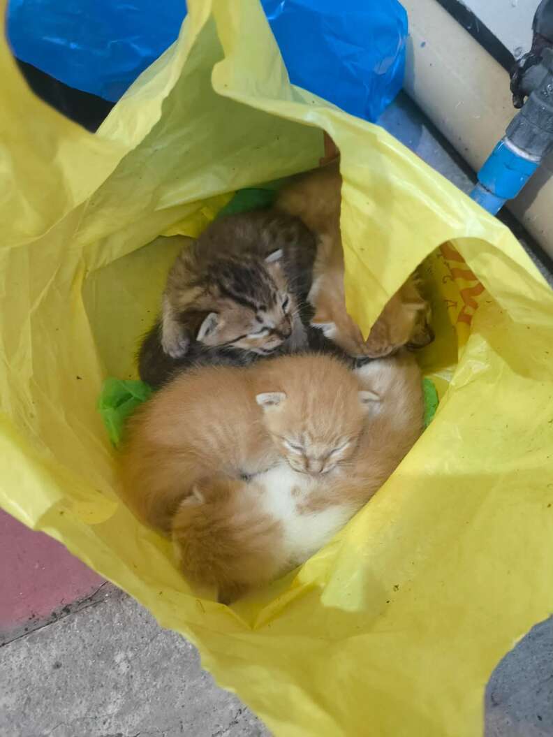 Rescue team caring for tiny kittens