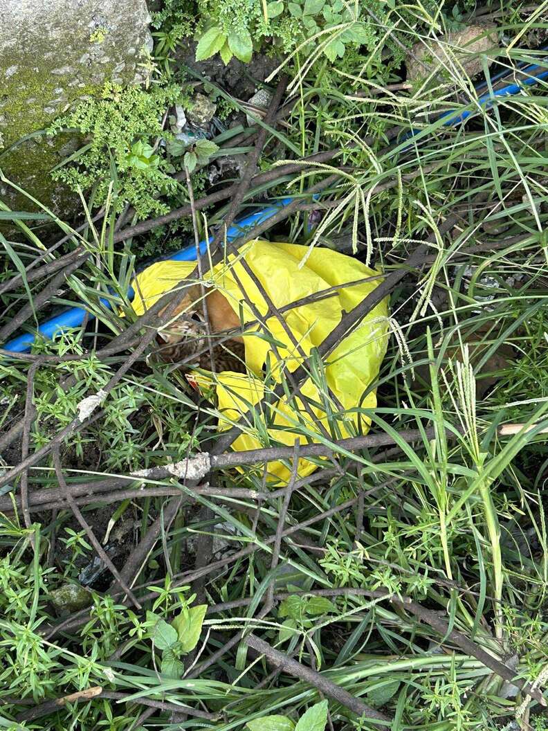 Yellow plastic bag containing kittens