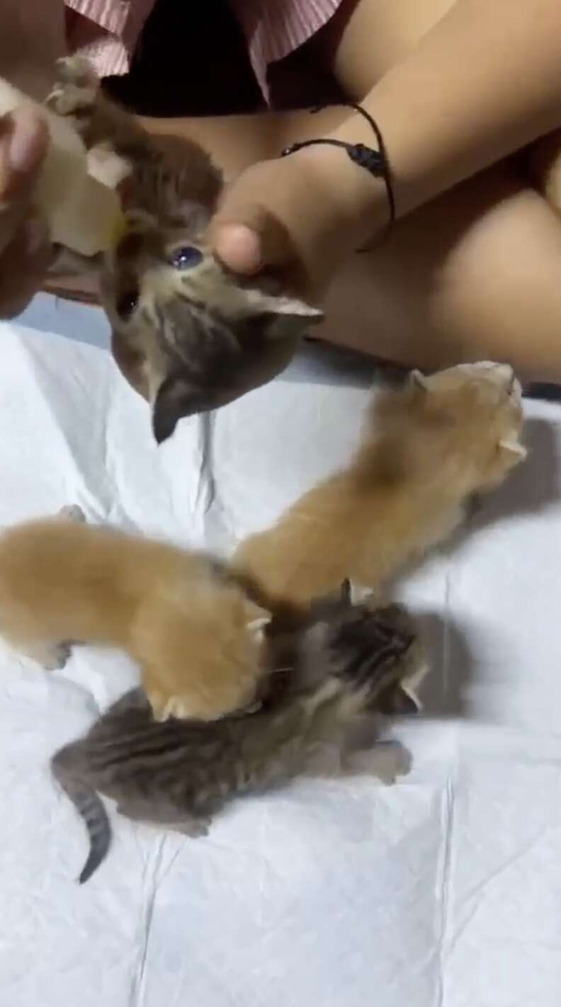 Kittens resting under foster care
