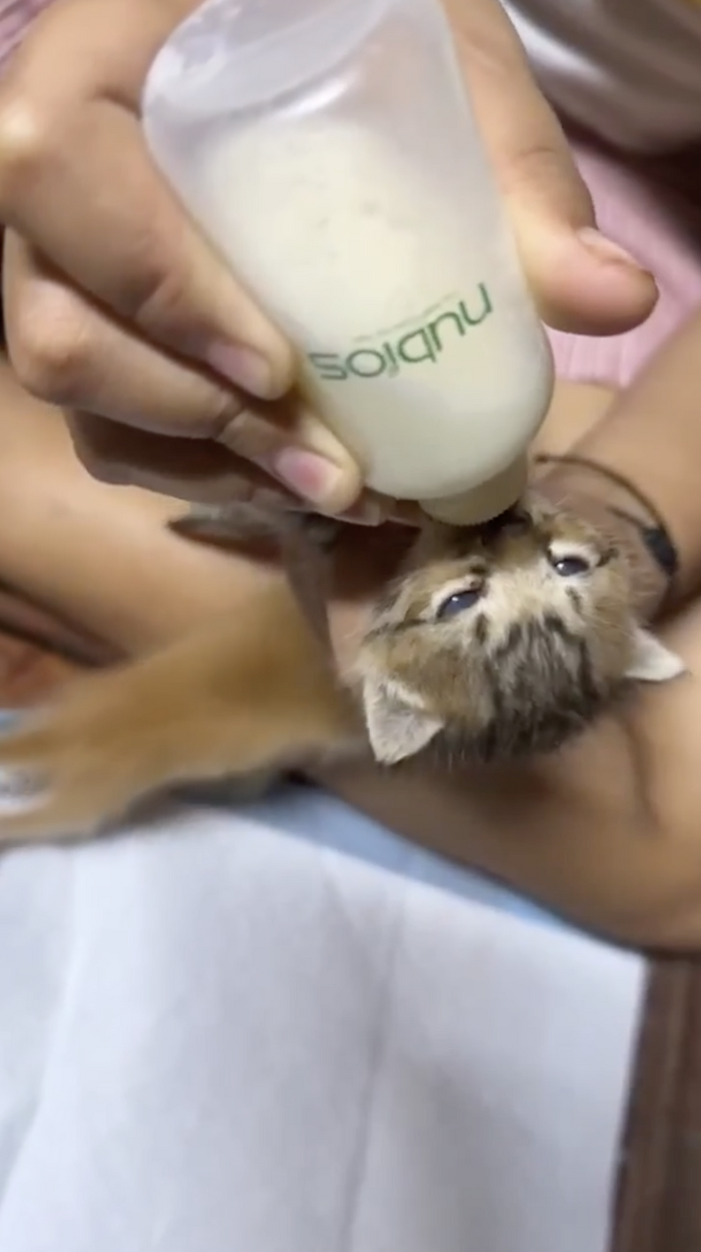 Kitten receiving bottle feeding in foster care