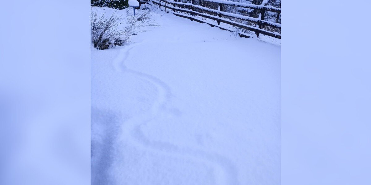 'Strange Trail' In Snow Leads Couple To A Tiny Animal Struggling To Survive - The Dodo