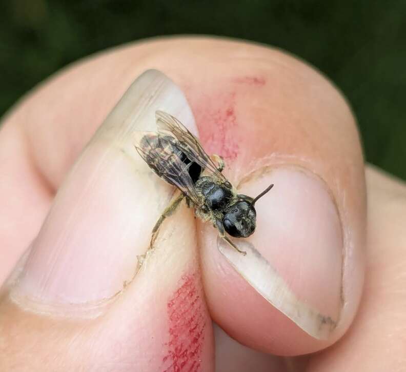 モリーさんが蜂を持っている写真