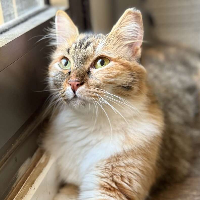 Close-up portrait of the quiet kitten by the trash can
