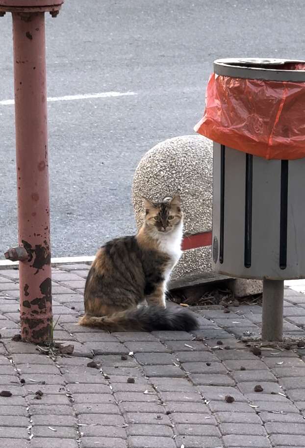 Kitten sitting calmly near market scene