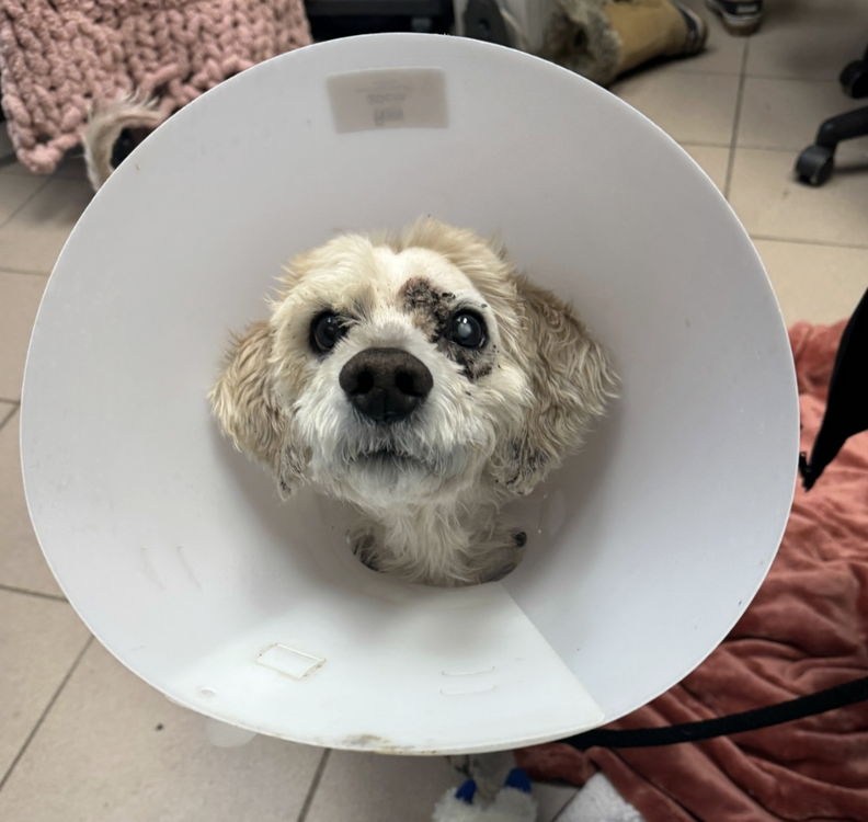 dog in cone 