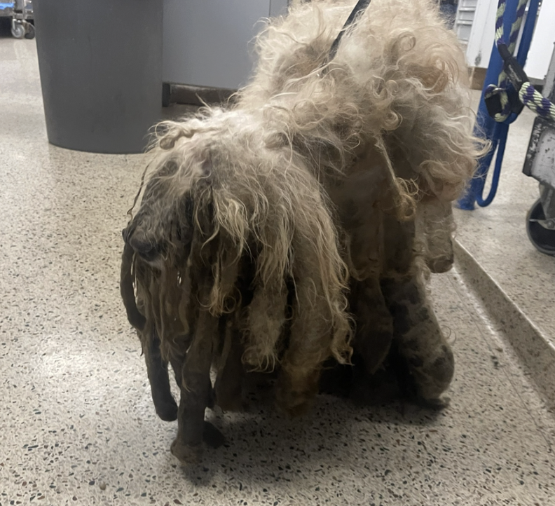 matted dog 