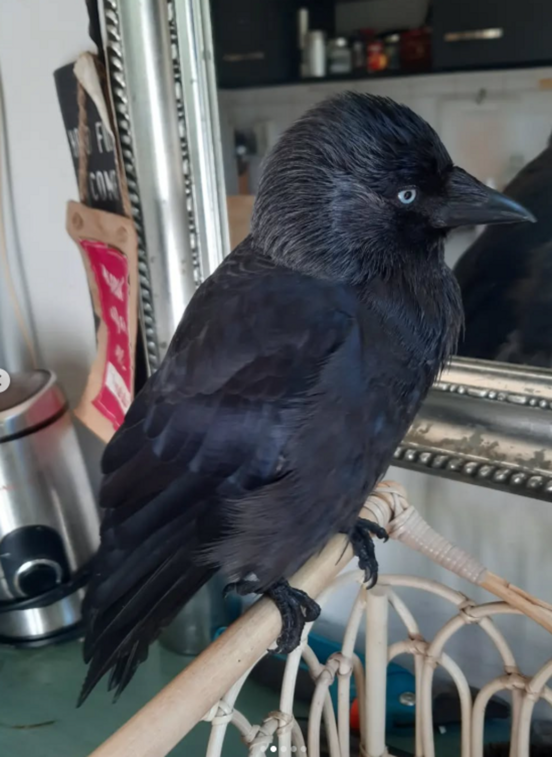 Wild Crow Gives Family No Choice But To Be Best Friends With Her - The Dodo