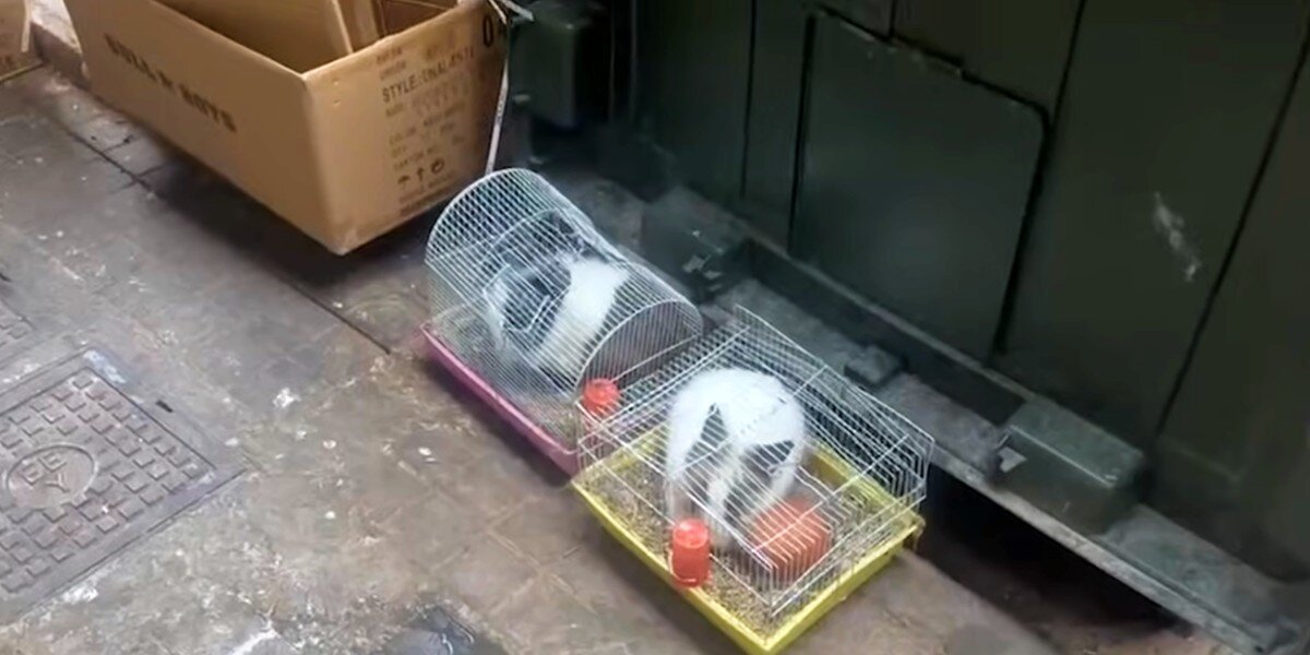 Woman Finds Two Caged Fluff Balls Thrown Out Like Trash Next To ...