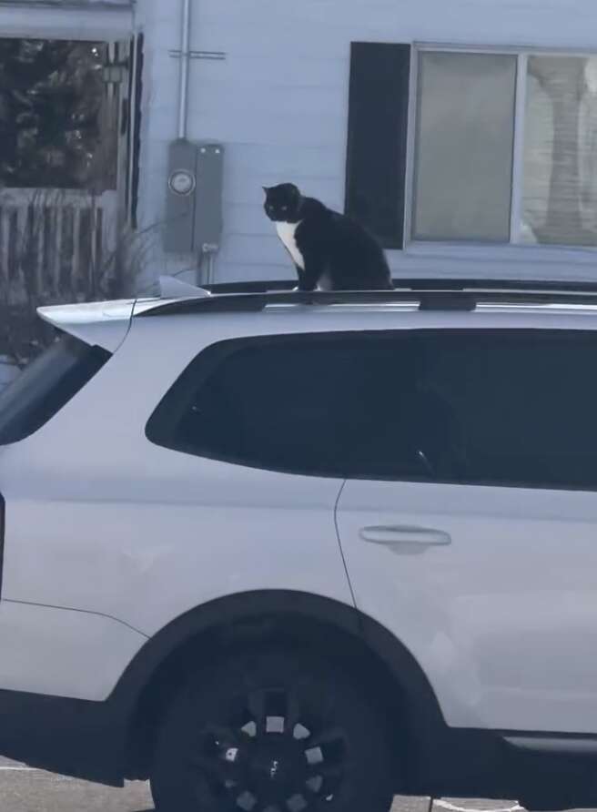 Bruce sitting calmly atop car roof after an unintentional ride