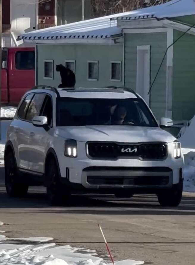 McCall Hicken, the realtor, surprised after hearing there's a cat on her car