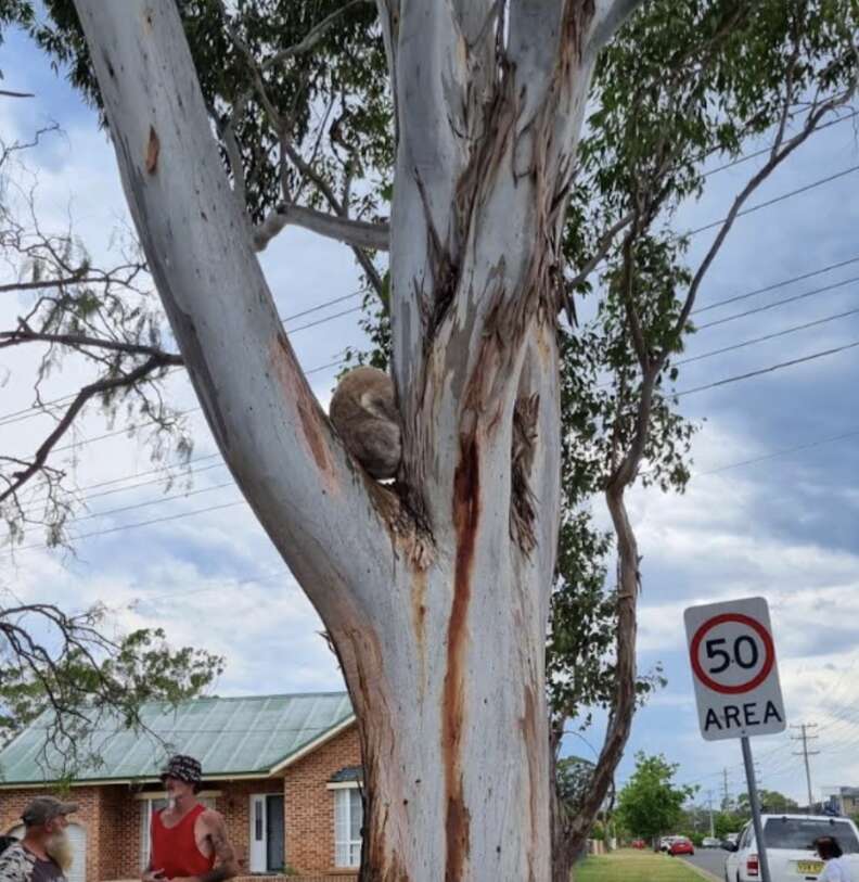 コアラがユーカリの木にいる様子
