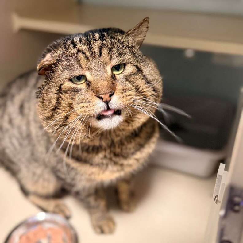 健康診断中のカトポン