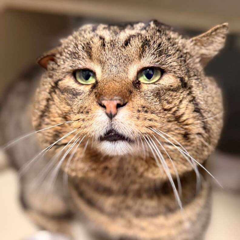 カトポンがクッションの上で