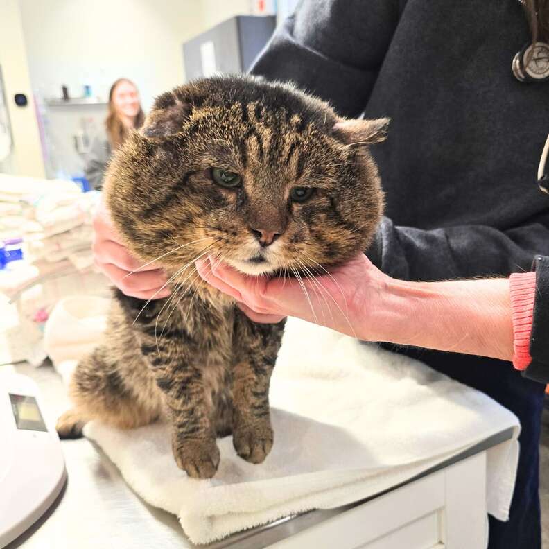 カトポンのほっぺ