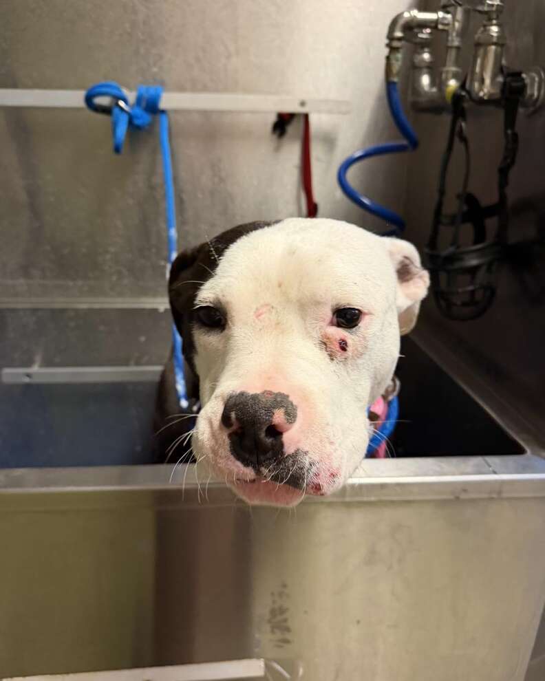 お風呂に入るワレス