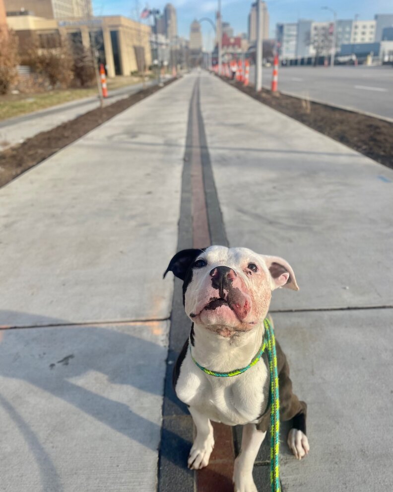 ワレスの新しい家族