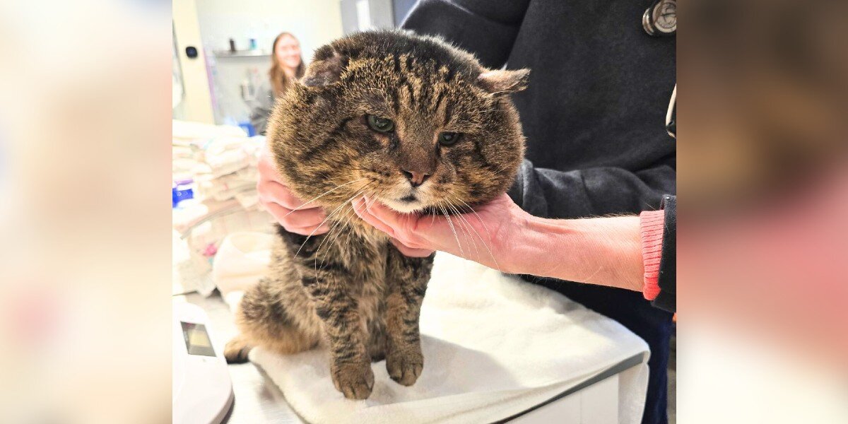 Shelter Staff Stunned When Stray Cat With ‘Jowls Of A Mob Boss’ Only Wants Love