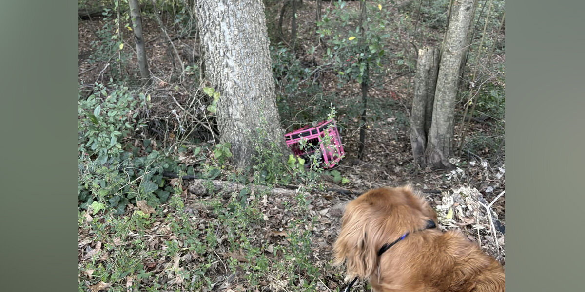 Dog Leads His Mom To A Crate In The Woods — And Saves Four Lives - The Dodo