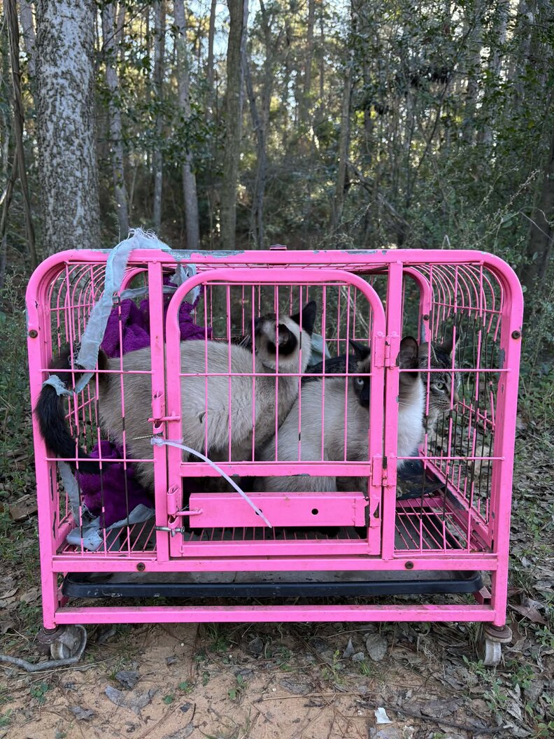 Cats abandoned in a pink crate.