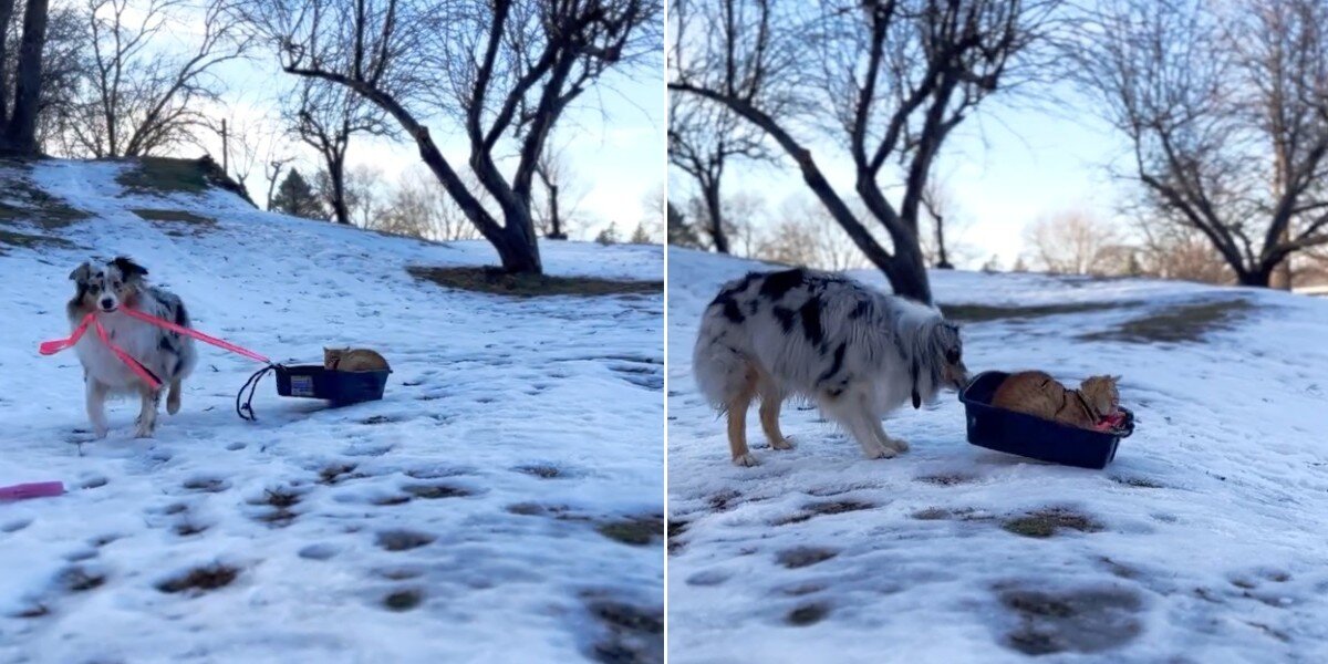 Snow-Obsessed Dog Sees Cat In Litter Box And Decides It's A Sled Now