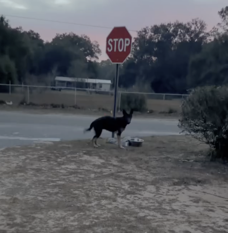 'Extremely Sweet' Pup Tied To Stop Sign Paces The Dirt, Missing Her ...