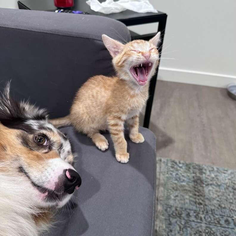 Promise dragging Whisper around the house