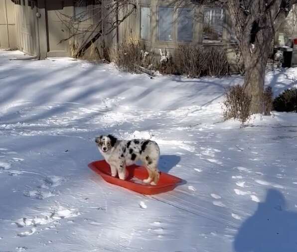 Promise the dog and Whisper the cat enjoying sledding