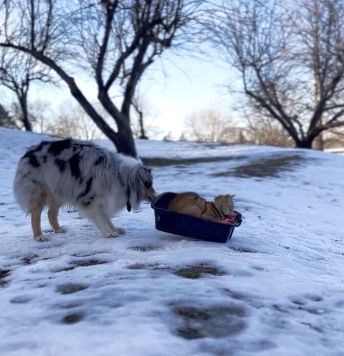 Promise pulling Whisper up the sledding hill