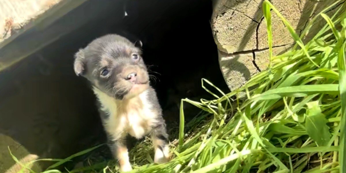 Puppy Living Under Shed Bravely Sticks Head Out And Asks For Help From Rescuer