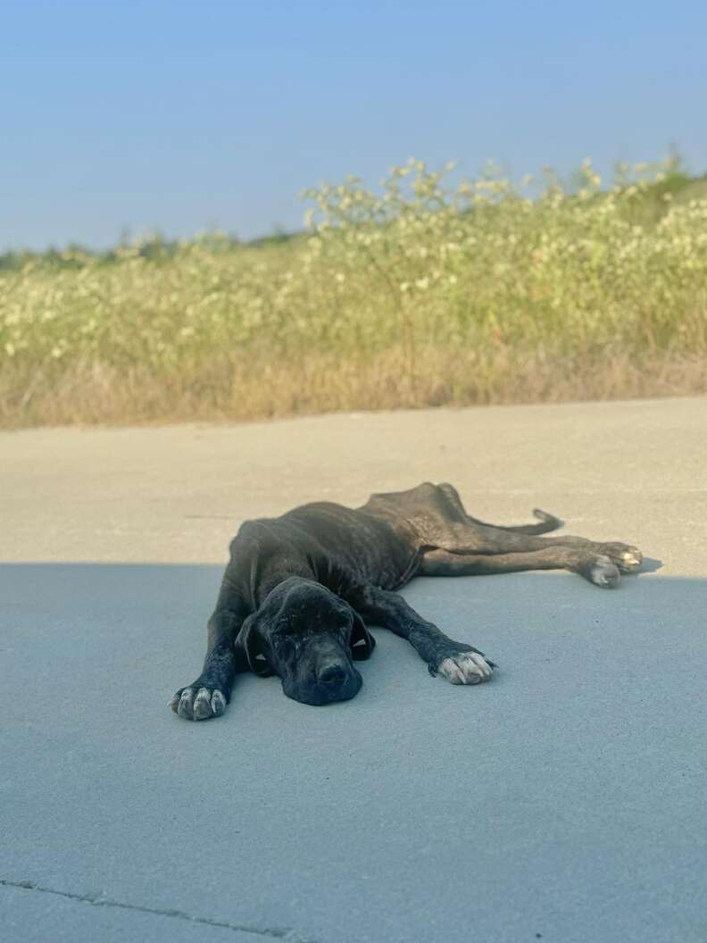 Stray pit bull lies in the street in Texas