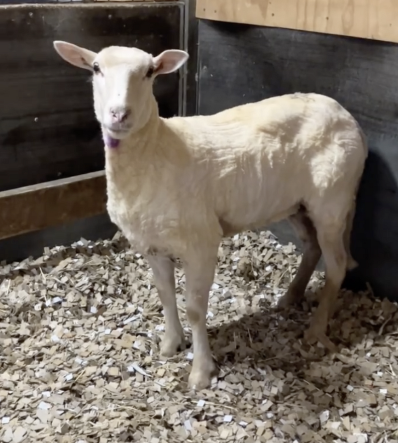 sheared white sheep smiling at camera 