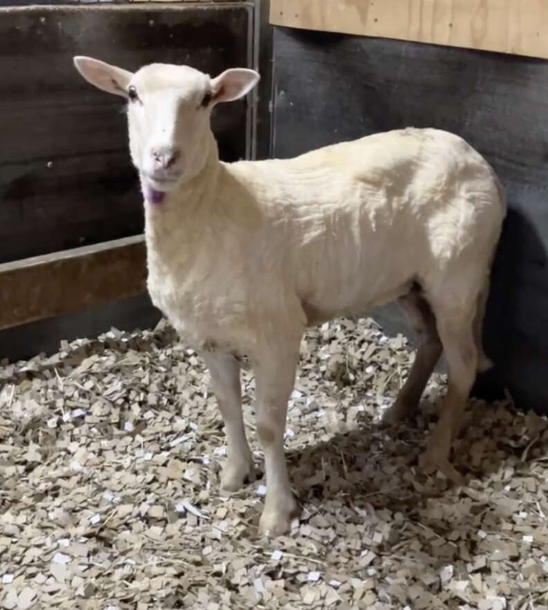 sheared white sheep smiling at camera