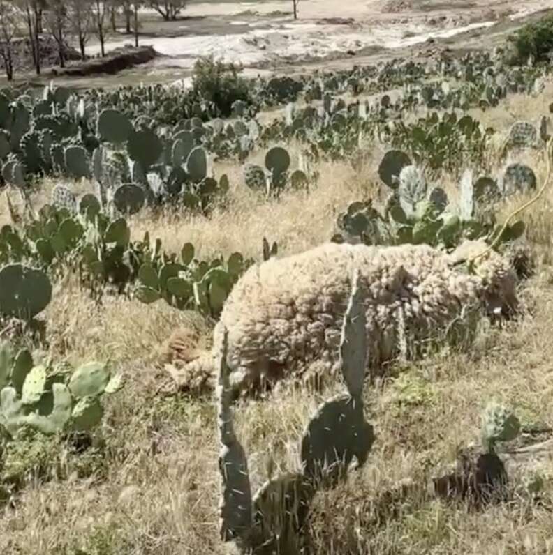 sick sheep collapsed in field