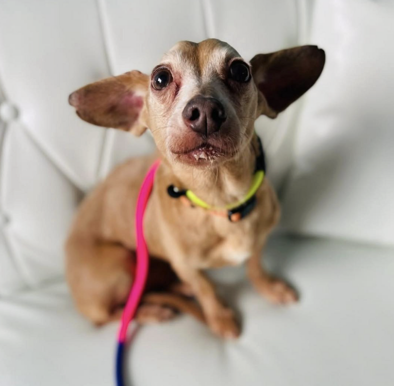 little brown dog looking at camera 