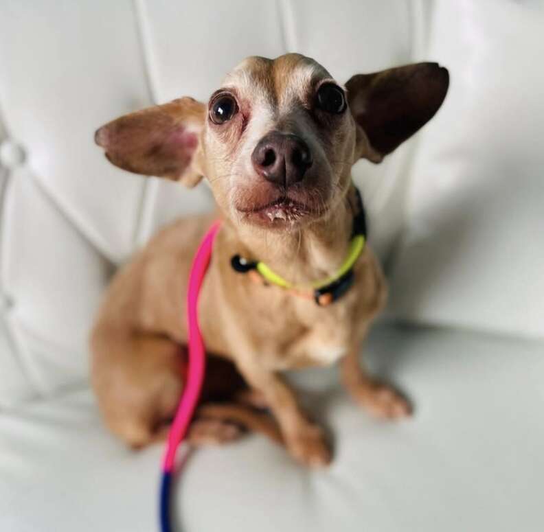 little brown dog looking at camera