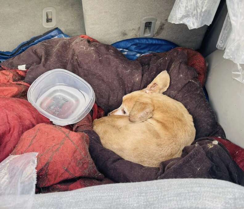 dog curled up in abandoned car