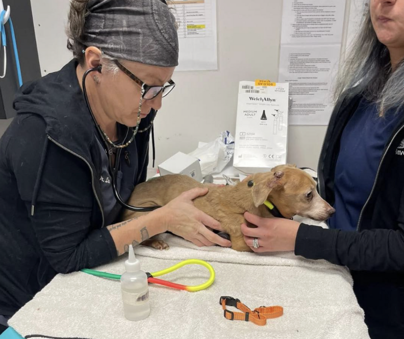 sick dog at rescue 