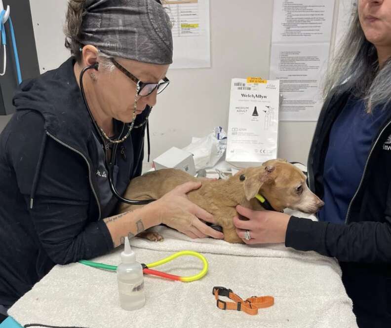 sick dog at rescue