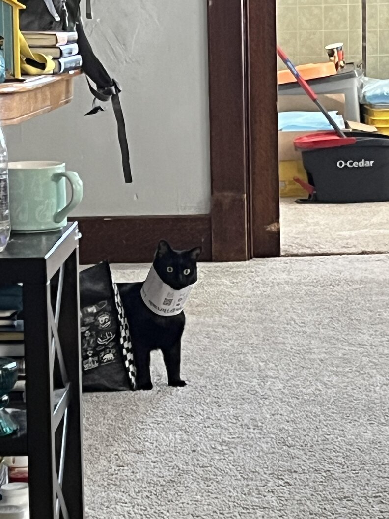 Lute wearing a yarn label like a collar