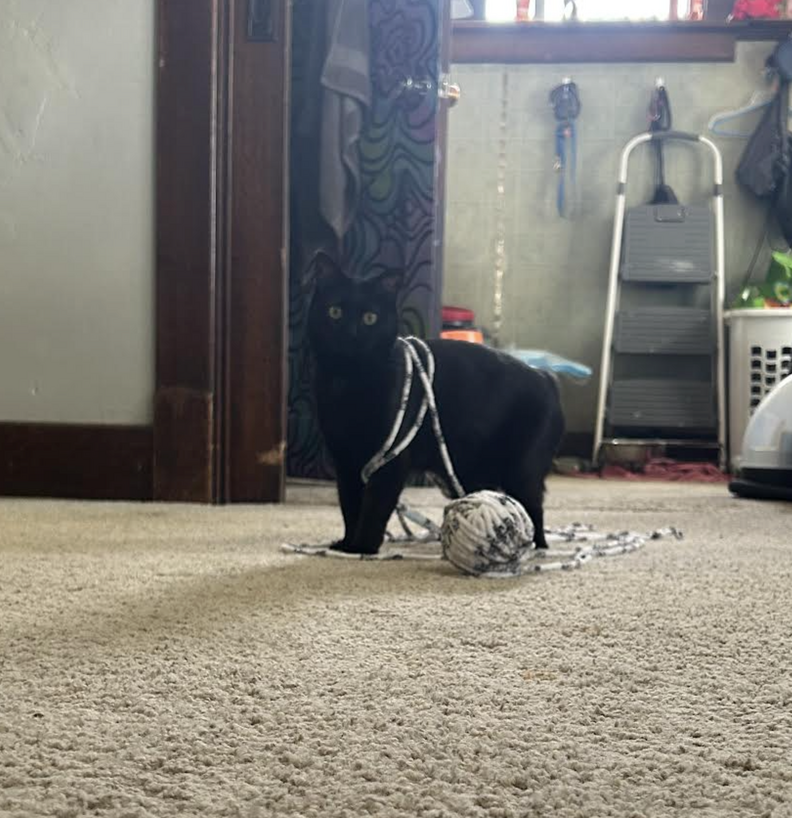 Lute stalking yarn with curiosity