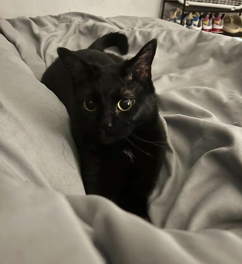 Lute the black cat sitting on a bed