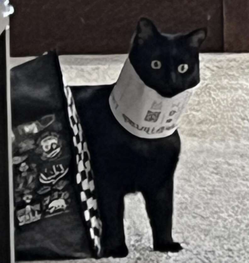 Lute looking stunned with a yarn label around her neck