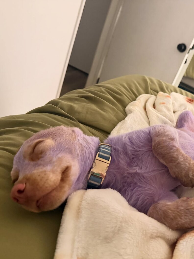 ベニーが新しい家でリラックス