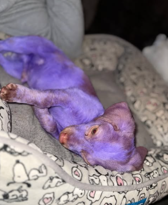 紫の子犬ベニー