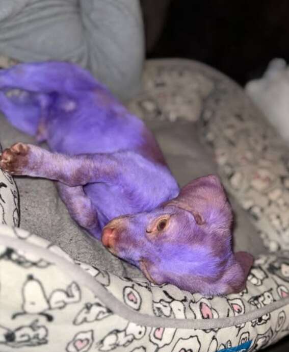 紫の子犬ベニー